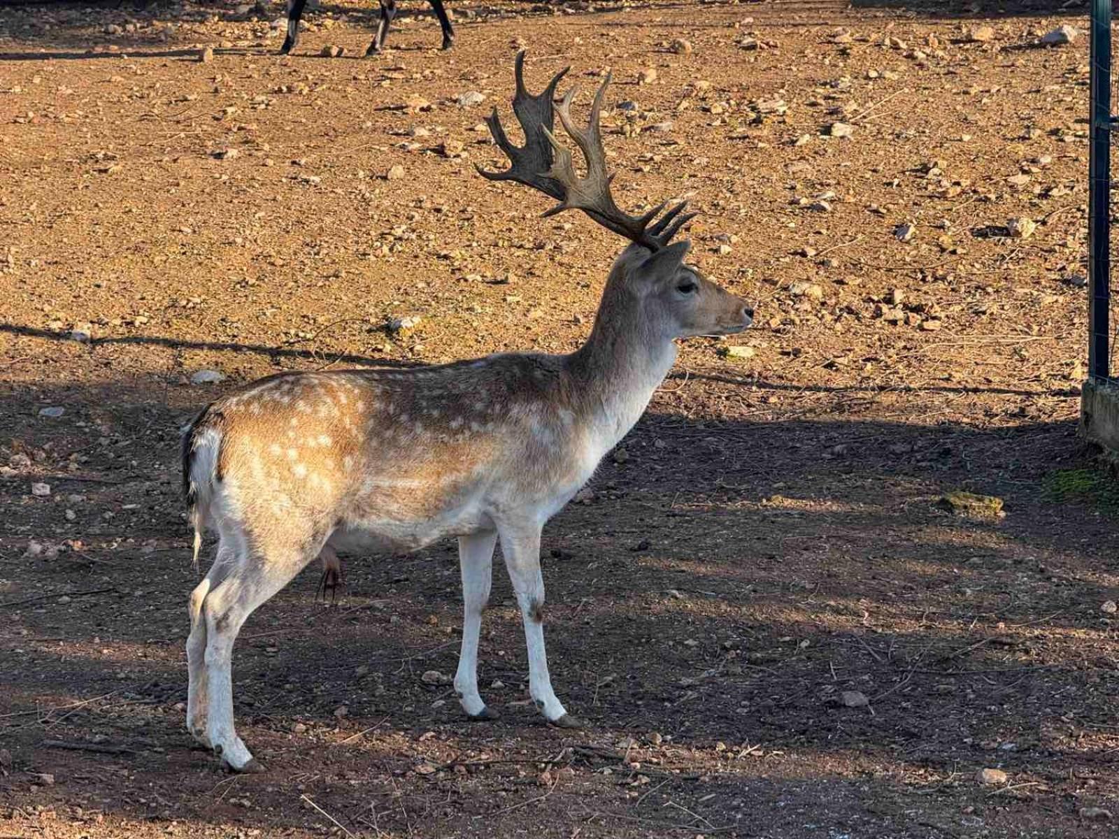 Anthidon Nature Estate & Farm Халкида Экстерьер фото